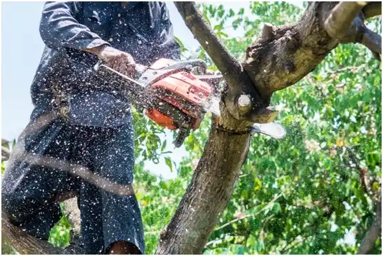 tree services Maplewood